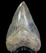 Serrated, Megalodon Tooth - Colorful Blade #64542-1